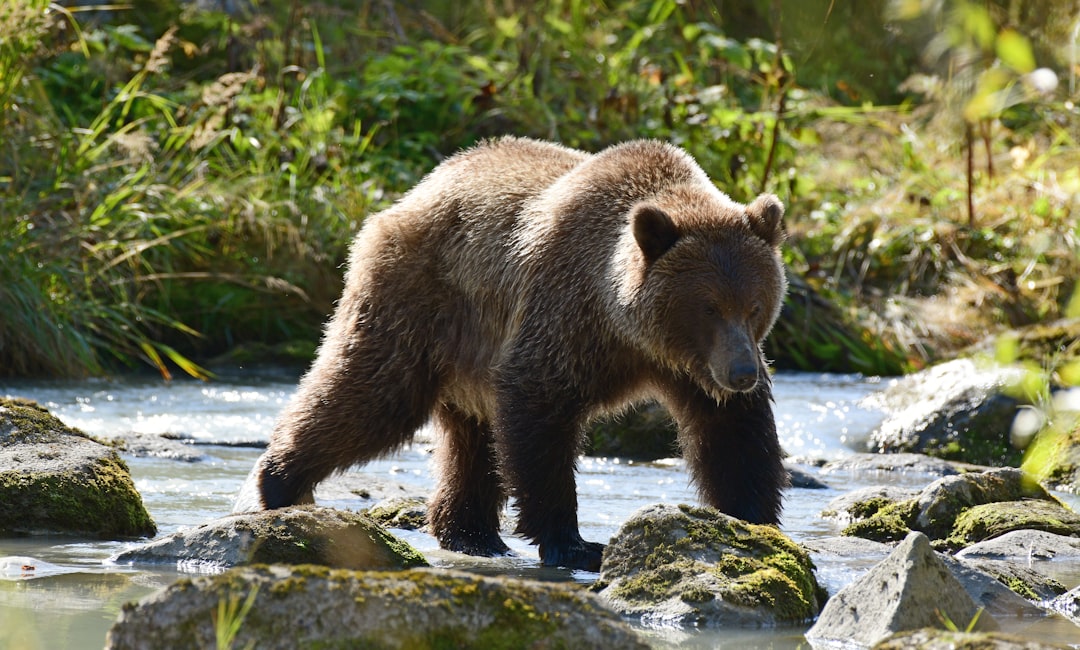 A Brown Bear crossing the river on a Kenai River Fishing Trip