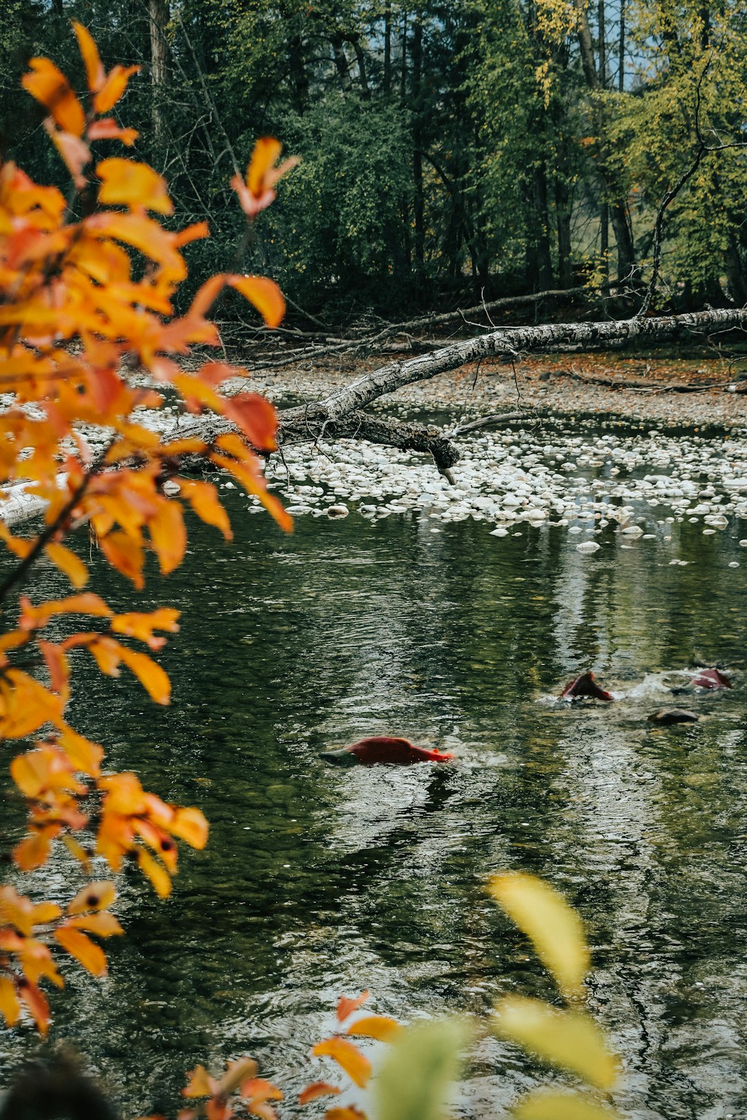 Image of Kenai Sockeye Salmon spawning in the river.